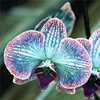 Egrow 200 pcs / Sac Rare Orchidée Graines Bonsa Graines de Plantes Croissance Naturelle Graines de Fleurs pour la Maiso
