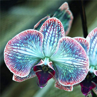 Egrow 200 pcs / Sac Rare Orchidée Graines Bonsa Graines de Plantes Croissance Naturelle Graines de Fleurs pour la Maiso
