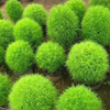 Egrow 200 Pcs / Sac Rond Cyprès Graines Été Cyprès Bonsa Air Purifier Bonsa Plante Pour La Maison Jardin Décoration