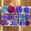 Egrow 200 PCS Echeverione Succulentes Graines Mixtes Couleur Jardin En Pot Fleur Graine Home Deco Bonsa 