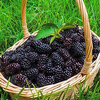 Egrow 200 pcs Fruits Mûre Graines Domestique Jardin Plantation Vivaces en Pot Douce Graine de Fruits
