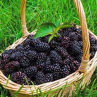 Egrow 200 pcs Fruits Mûre Graines Domestique Jardin Plantation Vivaces en Pot Douce Graine de Fruits