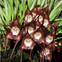 Egrow 200 PCS Jardin Bonsa Fleur Visage de Singe Orchidées Graines Intérieur Plantes Variétés Plantes