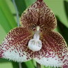Egrow 200 PCS Singe Visage Orchidées Graines Plusieurs Variétés Plantes Jardin Bonsa Fleur