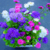Egrow 200Pcs / Pack Chinois Aster Bonsai Graines Été Grandes Fleurs Chinois Chrysanthème Pour La Maison Gaden Plant