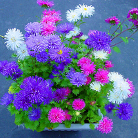 Egrow 200Pcs / Pack Chinois Aster Bonsai Graines Été Grandes Fleurs Chinois Chrysanthème Pour La Maison Gaden Plant
