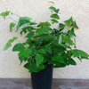 Egrow 200Pcs / Pack Christia Vespertilionis Graines Bonsa Mixte Fleurs Christia Vespertilionis Patio Jardin En Pot De P