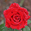 Egrow 200Pcs / Pack Diamond Rose Seeds Jardin Bonsa Plantation De Plantes De Fleurs