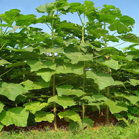 Egrow 200Pcs / Pack Graines De Paulownia Graines De Plantes De Jardin En Pot Rares Paulownia