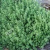 Egrow 200Pcs / Pack Graines De Thym Vert Citron Thym Herbe Bonsa a Herbe Jardin Plante Légume Bonsa s Thymus Citriodorus