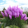 Egrow 200Pcs Graine Herbe de Pampas En Pot Herbe de Pampas Violet Jardin Plantes Ornementales