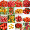 Egrow 200Pcs Graines de Tomate Jardin Légumes Plantation Rouge Jaune Noir Tomates en Pot Bonsa 