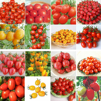 Egrow 200Pcs Graines de Tomate Jardin Légumes Plantation Rouge Jaune Noir Tomates en Pot Bonsa 