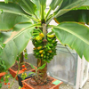 Egrow 200Pcs Jardin Banane Graine pour Plein Air Fruit Nain Arbre de Banane Goût de Lait Vivace Fruit Bonsa 