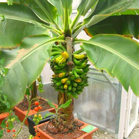 Egrow 200Pcs Jardin Banane Graine pour Plein Air Fruit Nain Arbre de Banane Goût de Lait Vivace Fruit Bonsa 