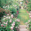 Egrow 200Pcs Jardin Escalade Rose Seeds Balcon Drcoration Mix Couleurs Flower Seeds