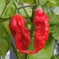 Egrow 200Pcs Semences de Piment Fantôme Indien Semences Chili Semences des Légumes Semences de Piment Caroline Rouges Ra