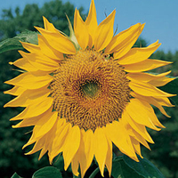 Egrow 20Pca / Pack Graines de tournesol jaune rouge Courtyard embellir les plantes ornementales
