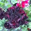 Egrow 20Pcs / Pack Geranium Graines Pelargonium Fleur Graines Jardin En Pot De Plantes