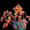 Egrow 20Pcs / Pack Graines De Cactus Cactus Rebutia Variété Floraison Couleur Cactus Rare Cactus Jardin De Bureau Mini P