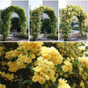 Egrow 20Pcs / pack Graines De Jasmin Double Murraya Paniculata Bonsai Plantes À Feuillage persistant Satinwood Lakeview