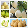Egrow 20Pcs / Pack Graines De Poirier Doré Cour Jardin Des Arbres Fruitiers Des Plantes Graines