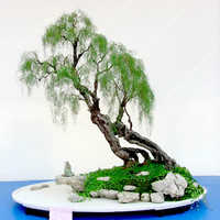 Egrow 20Pcs / Pack graines de saule plante de saule arbre Bonsai Hardy espèces exotiques plantes à croissance rapide jar