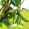 Egrow 20Pcs / Pack Graines De Soja Rare Rare Vert Soja Glycine Edamame Légume Annuel Végétal Bio Vert Glycine Max Légume