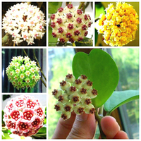 Egrow 20Pcs / Pack Hoya Graines En Pot Graine Hoya Carnosa Graines De Fleurs De Jardin Plantes