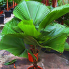 Egrow 20Pcs / Pack Ventilateur Palmier Graines Ornementales Livistona Chinensis Plantes Grand Palmier À Feuilles persist