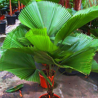 Egrow 20Pcs / Pack Ventilateur Palmier Graines Ornementales Livistona Chinensis Plantes Grand Palmier À Feuilles persist