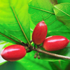 Egrow 20pcs / Sachet Synsepalum Graines Synsepalum Dulcificum / Miracle Fruit Graines Bonsa National Trésors de Fruits