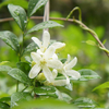 Egrow 20Pcs Bonsai Jasmine Flower Seeds Jardin Outdoor Balcon Climbing Flower Seeds