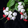 Egrow 20Pcs Clerodendrum thomsonae Balf Graines Rares pour Décoration du Jardin