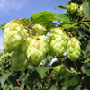 Egrow 20Pcs Graines de Houblon Humulus Lupulus Brasserie de Bière du Thé Herbe Brasserie Magnum Allemand