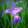 Egrow 20Pcs Pupper Iris Graines Tectorum Maxim Graines Rares de Fleur de Papillon Bleu
