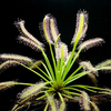 Egrow 25 Pcs / Pack Drosera Graines Plantes Carnivores Bonsai pour Maison Jardin Plante