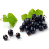 Egrow 25 Pcs / Pack Graines de cassis Ribes Nigrum Fruit Bonsai pour Home Garden Plant