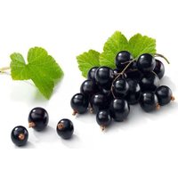 Egrow 25 Pcs / Pack Graines de cassis Ribes Nigrum Fruit Bonsai pour Home Garden Plant