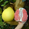 Egrow 25 Pcs / Pack Graines de Pamplemousse Arbre Pamplemousse Arbre Citrus Maxima Graines de Fruits