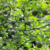Egrow 25 Pcs / Pack Green Tangerine Seeds Trifoliate Green Mandarin Orange Bonsai Fruit for Home Garden Plant
