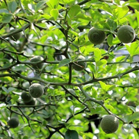 Egrow 25 Pcs / Pack Green Tangerine Seeds Trifoliate Green Mandarin Orange Bonsai Fruit for Home Garden Plant