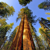 Egrow 25 Pcs / Pack Sequoia Seeds Sequoiadendron Tree Outdoor Giganteum for Home Garden Plant