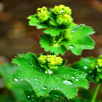 Egrow 250 Pcs / Pack Ladys Mantle Seeds Herb Bonsai Flower for Home Garden Plant