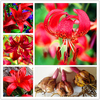 Egrow 2Pcs / Pack Lily Graines Rare Lys Rouge Ampoule Bonsa Ampoule Bonsa Lys Ampoule Agréable Parfum Maison Et Jardin