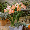Egrow 2Pcs Home Garden Hippeastrum Striatum Graines de fleurs Bonsai Flower Decor