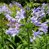 Egrow 30 Pcs / Pack Agapanthus Graines De Fleurs De Lys Agapanthus Africanus Graines De Fleurs Maison Jardin Décoration