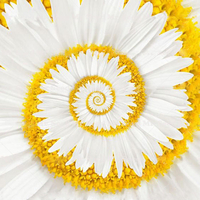 Egrow 30 Pcs / Pack Blanc Miracle Daisy Graines Jardin Hardy Bonsa Plantes Rare Ornementales Graines De Fleurs