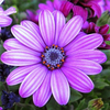 Egrow 30 Pcs / Pack Blanc Purple Miracle Daisy Graines Mélanger Couleur Bonsa Plantes Ornementales Fower Graines