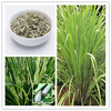 Egrow 30 Pcs / Pack Citronnelle Graines Jardin Herbes Plantes DIY Maison Huile Essentielle
